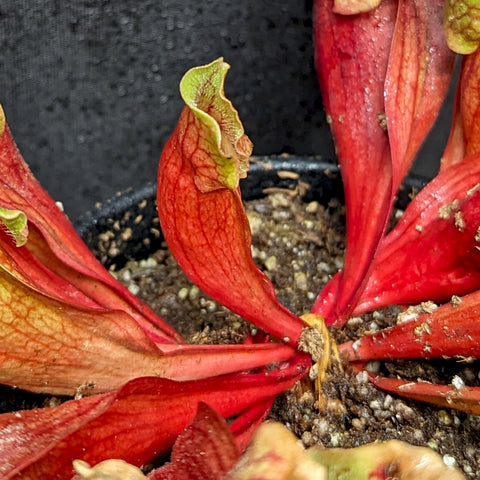 Close up of red Sarracenia purpurea venosa pitcher leaves emerging from soil with green tips