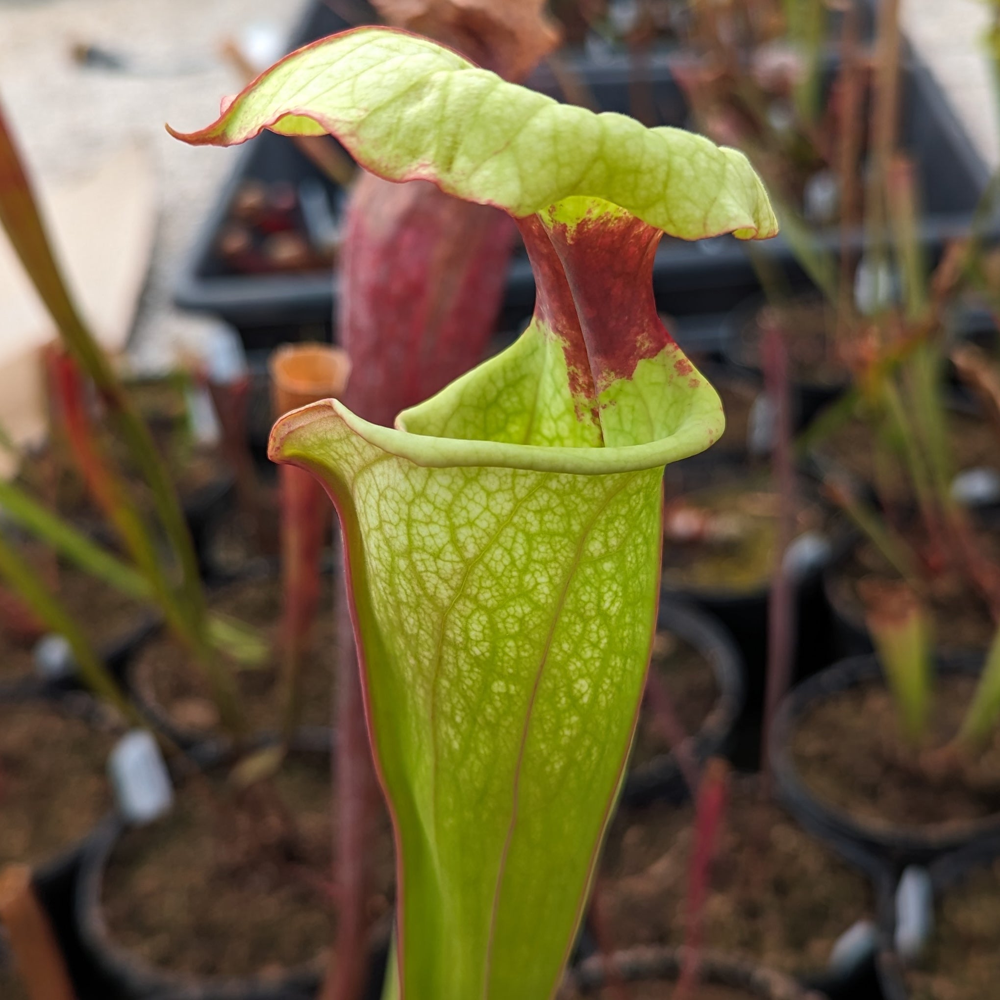 Sarracenia ( x 'Leah Wilkerson' ) x ( x 'Adrian Slack' ) – Carnivero
