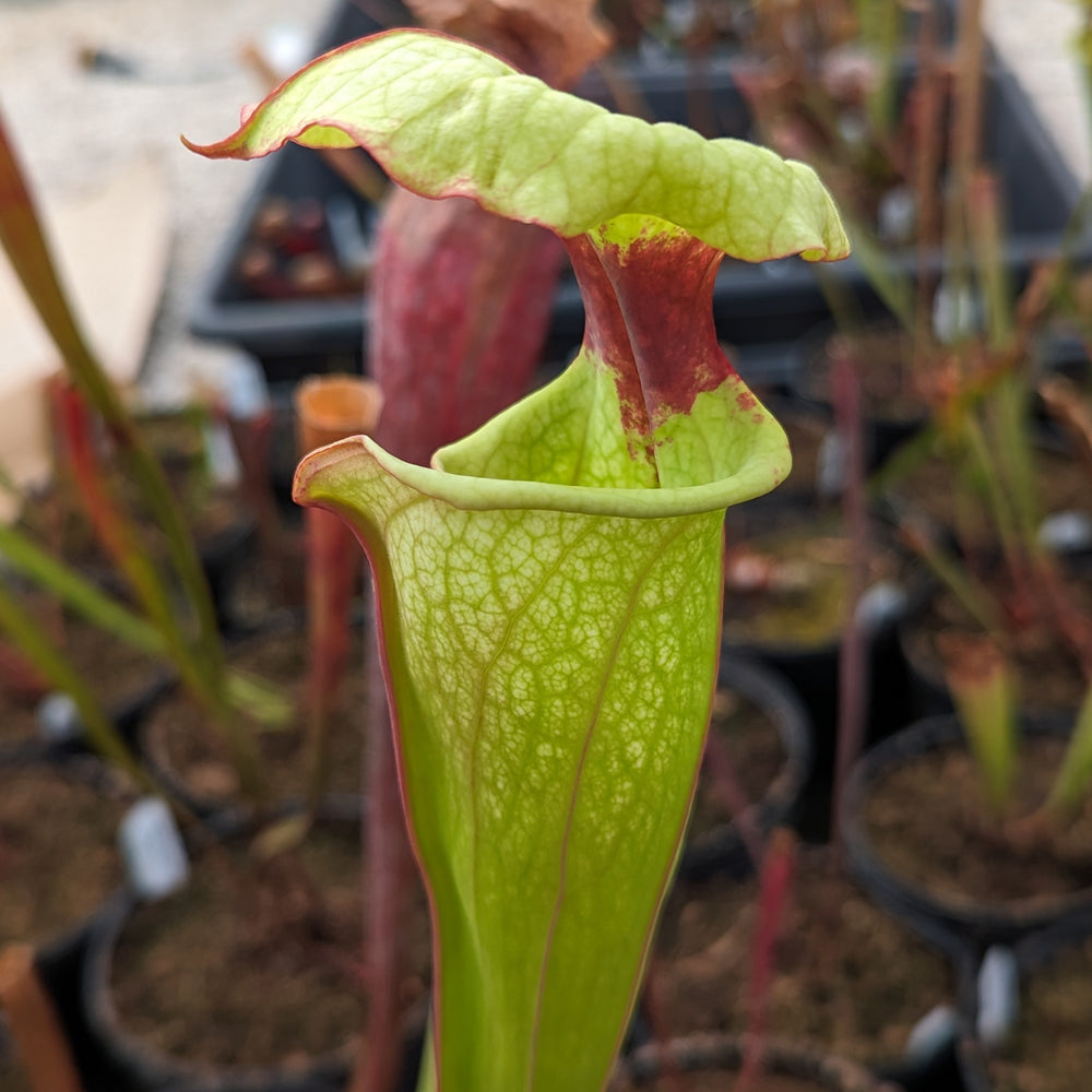 
                      
                        Sarracenia ( x 'Leah Wilkerson' ) x ( x 'Adrian Slack' )
                      
                    