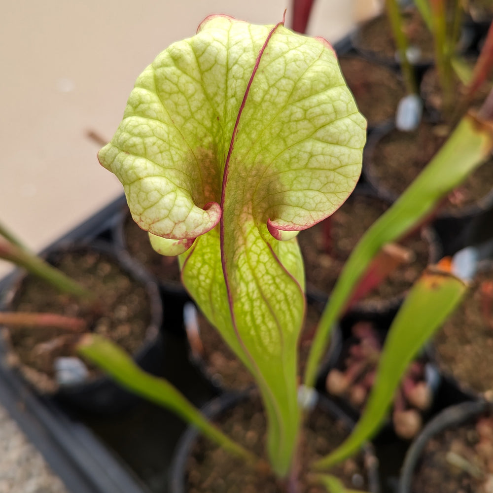 
                      
                        Sarracenia ( x 'Leah Wilkerson' ) x ( x 'Adrian Slack' )
                      
                    