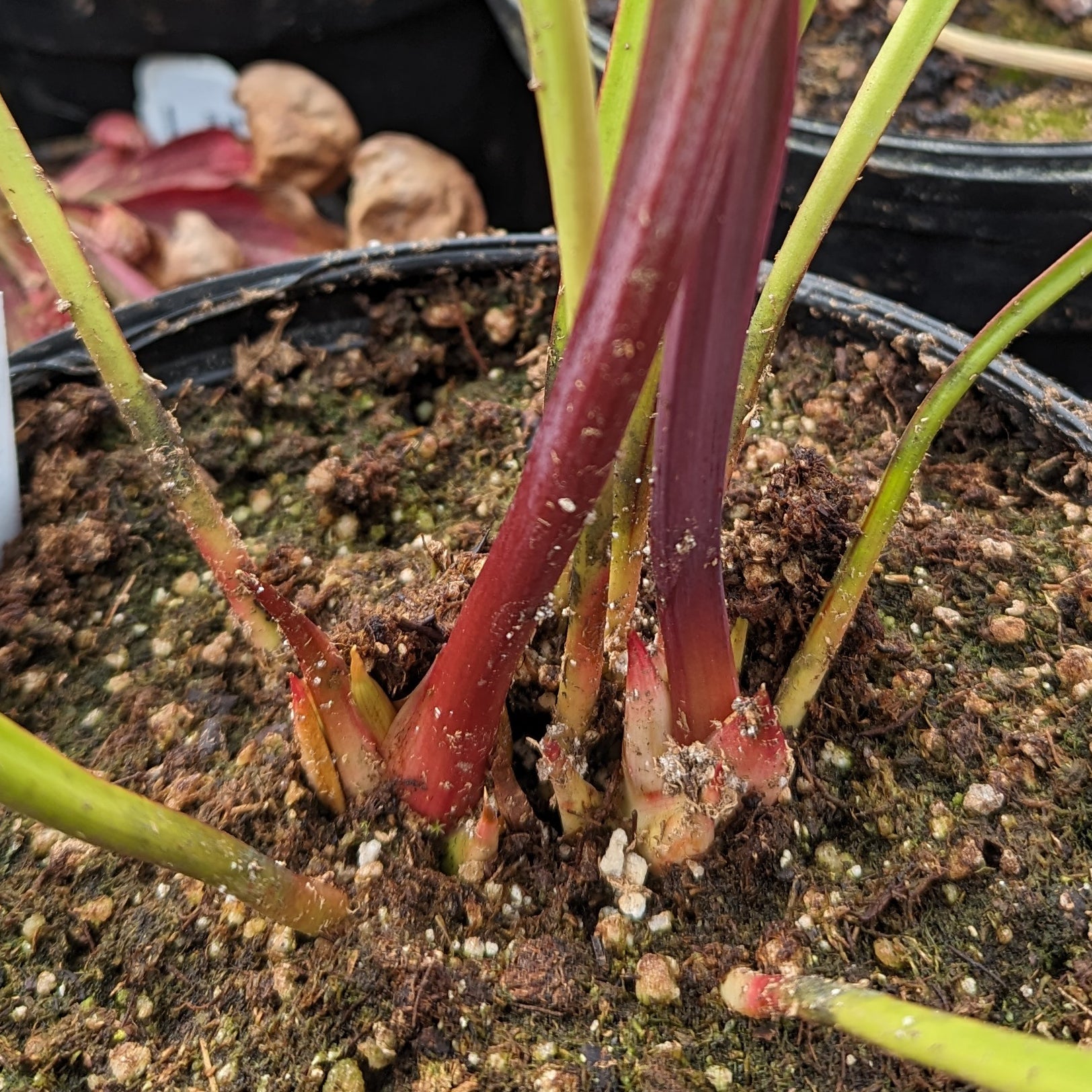 Sarracenia ( x 'Leah Wilkerson' ) x ( x 'Adrian Slack' ) – Carnivero