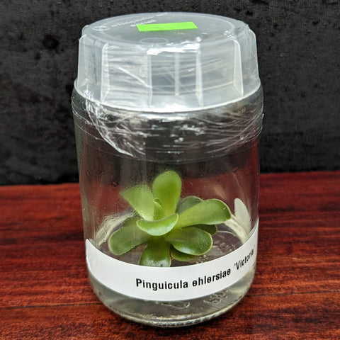 Pinguicula ehlersiae Victoria butterwort growing inside a clear tissue culture jar with a labeled base