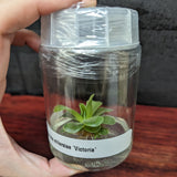Pinguicula ehlersiae 'Victoria' Butterwort Tissue Culture Flask