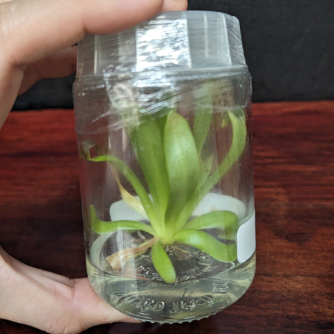 Pinguicula Aphrodite butterwort tissue culture in a clear bottle with a white cap and green leaves