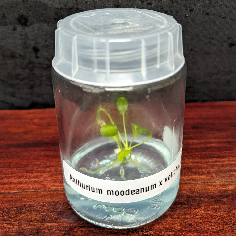 Anthurium moodeanum x veitchii, CAR-0332 Tissue Culture Flask