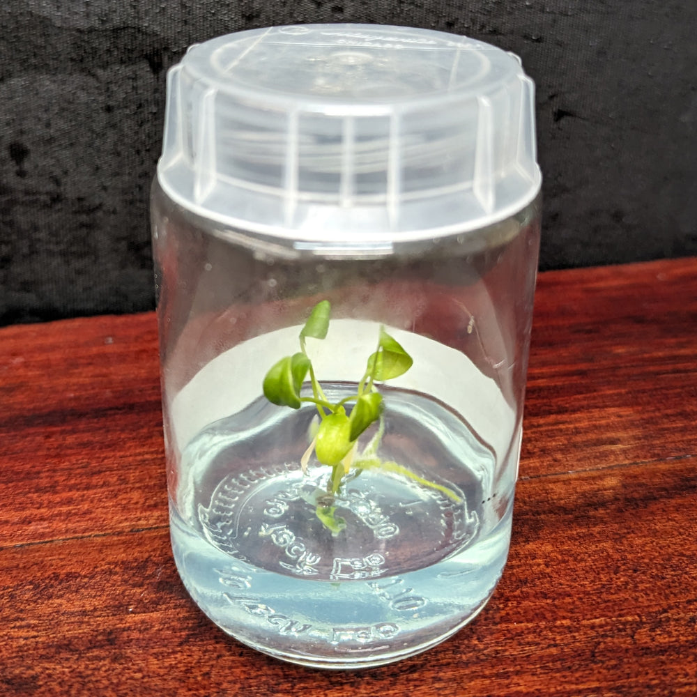 
                      
                        Anthurium moodeanum x veitchii, CAR-0332 Tissue Culture Flask
                      
                    