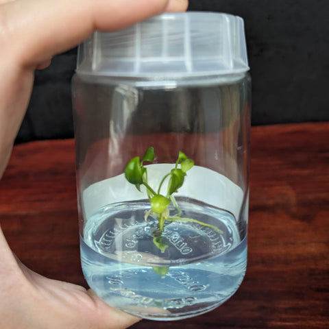 Tiny green Anthurium moodeanum x veitchii plant in a clear culture flask with a white cap