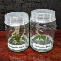 Philodendron tortum Tissue Culture Flask