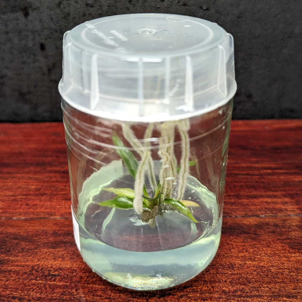 
                      
                        Philodendron tortum Tissue Culture Flask
                      
                    