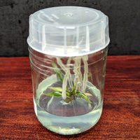 Philodendron tortum Tissue Culture Flask