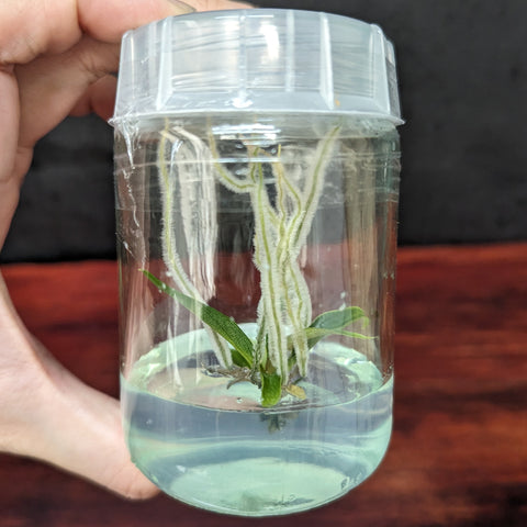 Philodendron tortum tissue culture plantlet with pale roots and a few green leaves in a clear jar