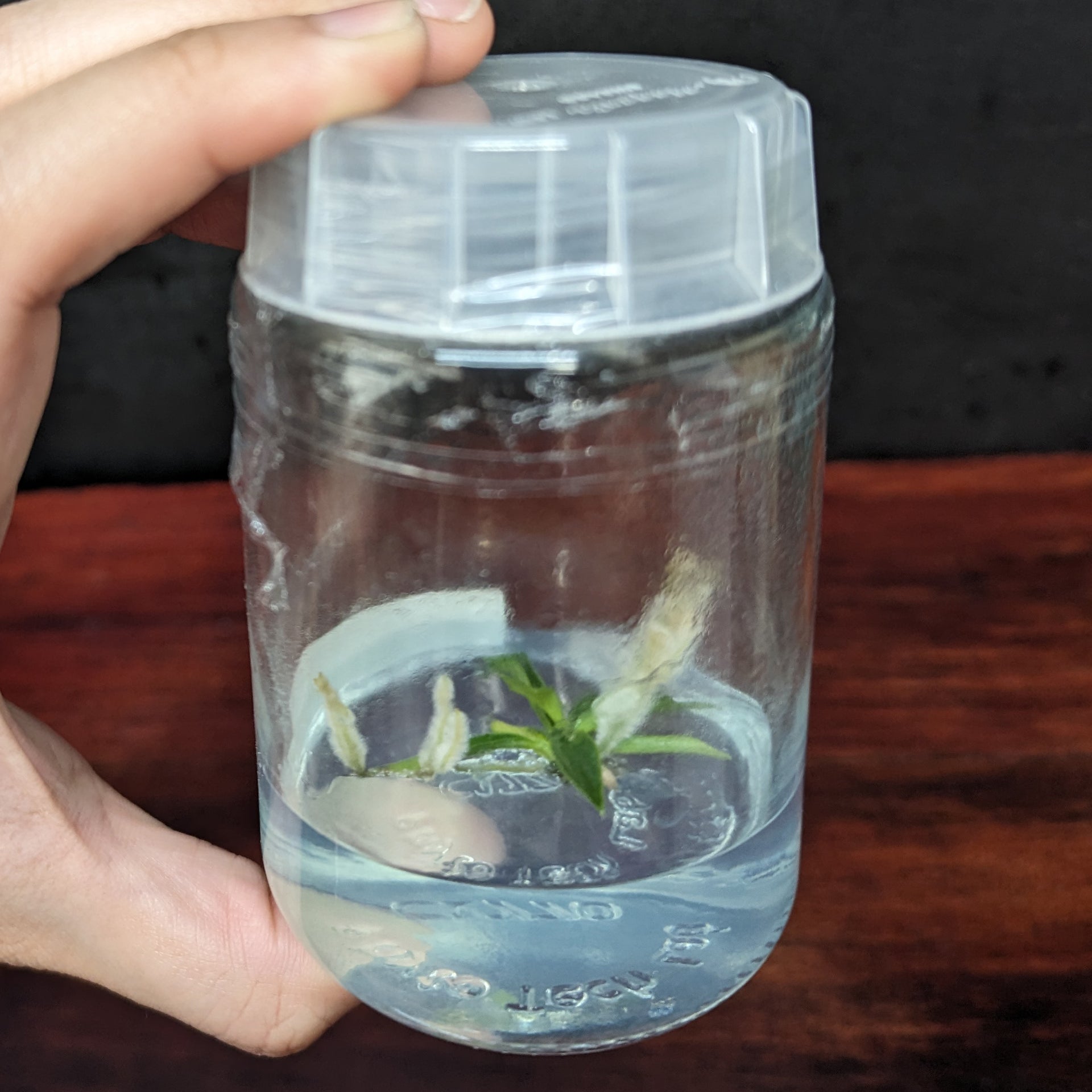 flask philodendron Philodendron tortum Tissue Culture Flask – Carnivero