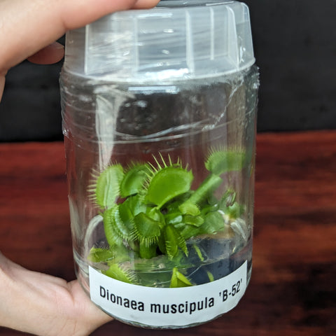 Venus flytrap tissue culture flask containing Dionaea muscipula B-52 plantlets