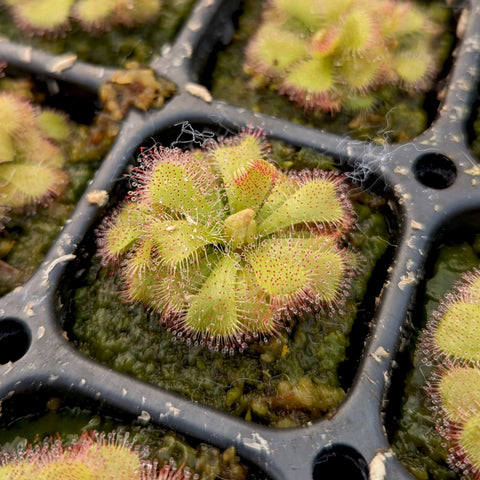 Drosera admirabilis floating sundew with lime green leaves and red tipped tentacles in a plastic tray
