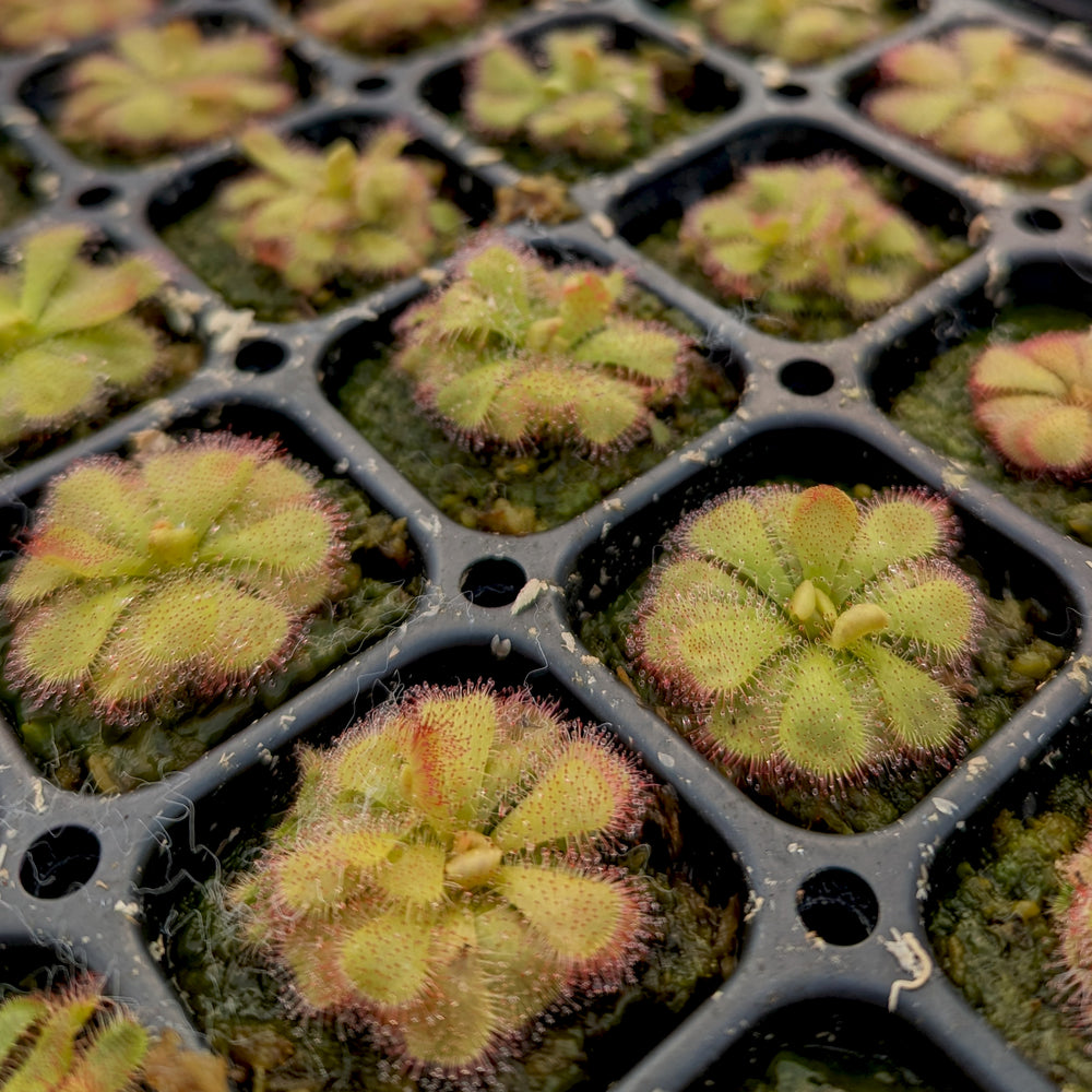 
                      
                        Drosera admirabilis, Floating Sundew
                      
                    
