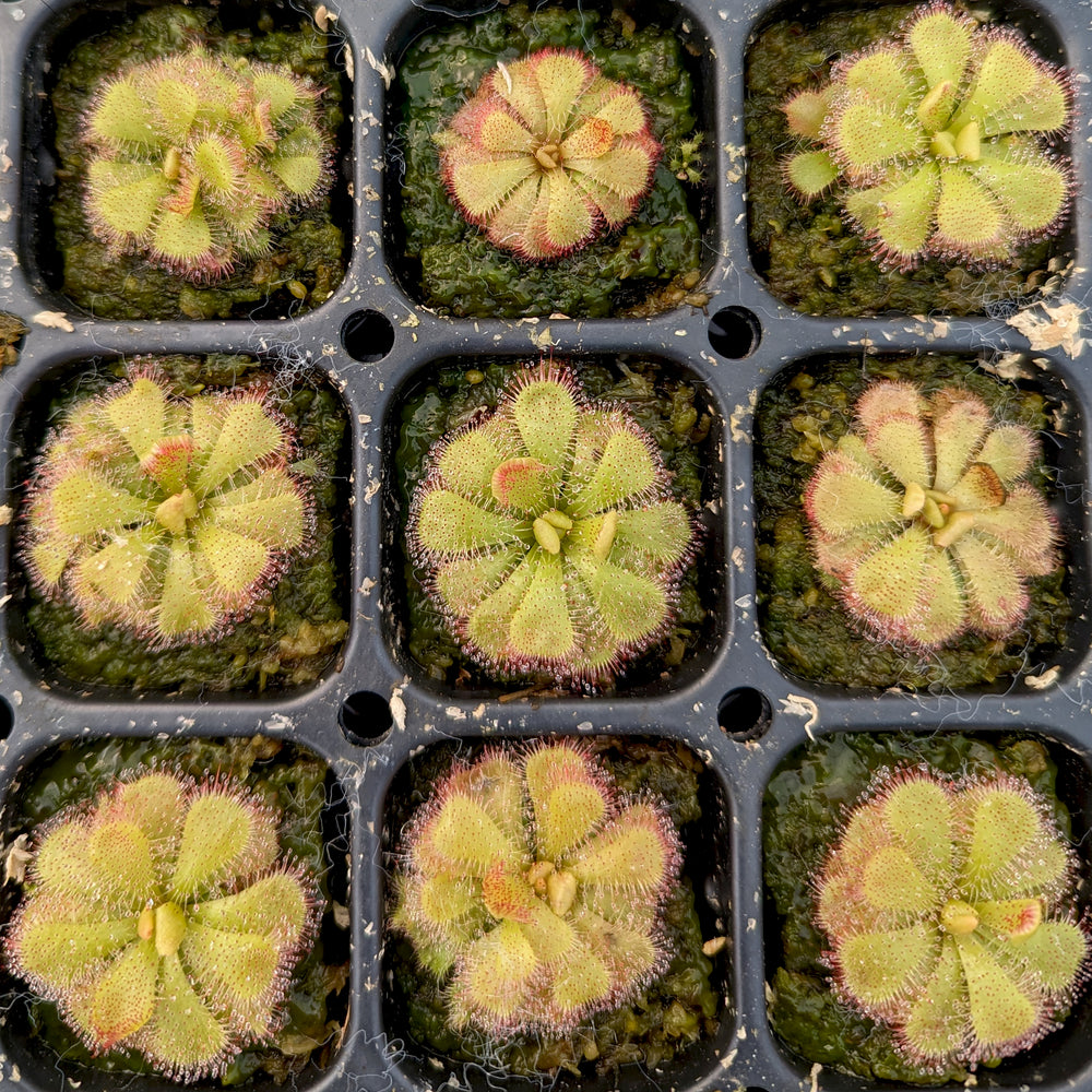 Drosera admirabilis, Floating Sundew