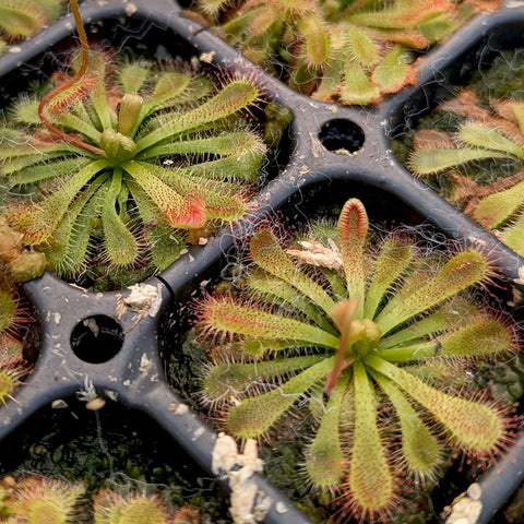 Drosera spatulata var lovellae sundews with paddle shaped leaves and red edged tentacles reaching outward.