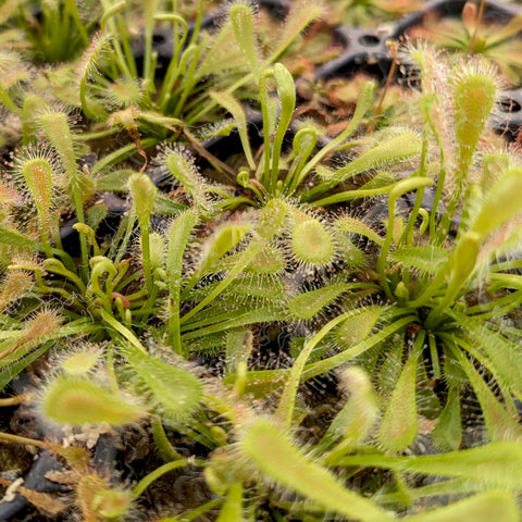 Drosera nidiformis nest-leaved sundews with compact rosettes of spoon-shaped leaves and long tentacles