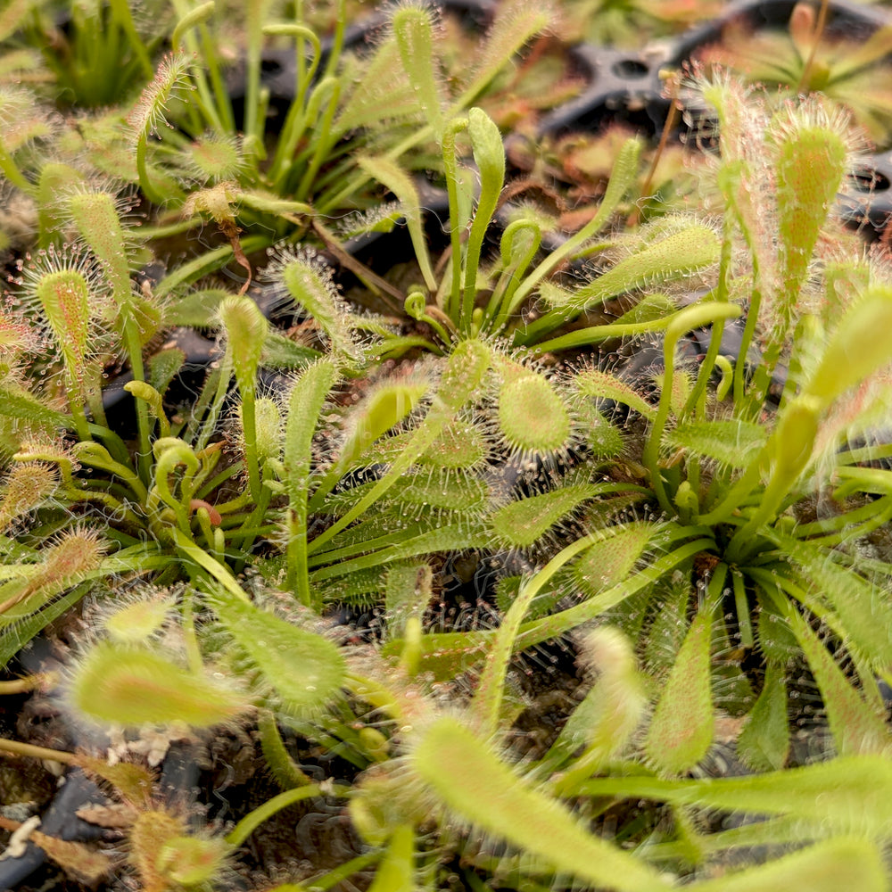 Drosera nidiformis, Nestle-Leafed Sundew