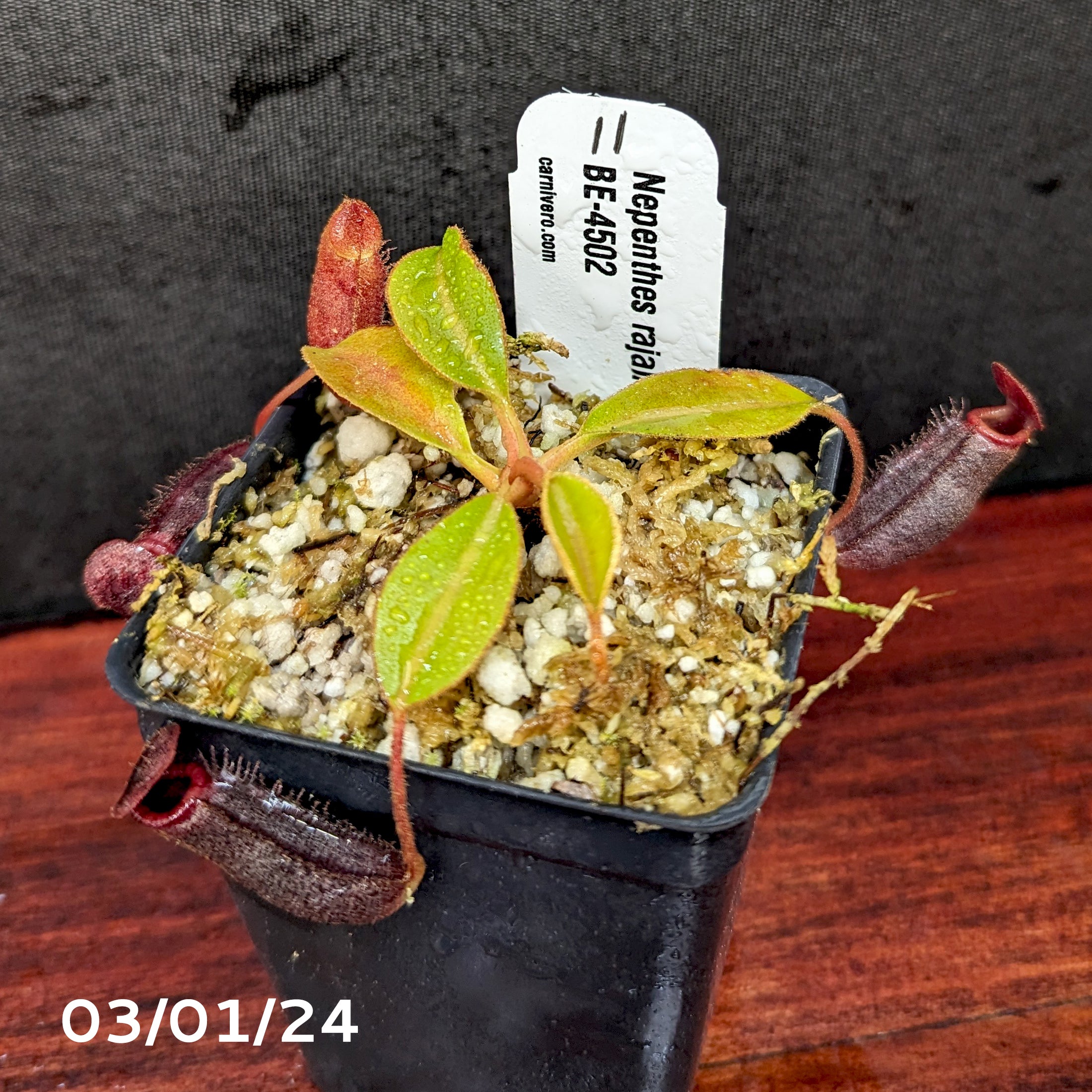 Nepenthes rajah x lowii - Exact Plant 03/01/24 – Carnivero