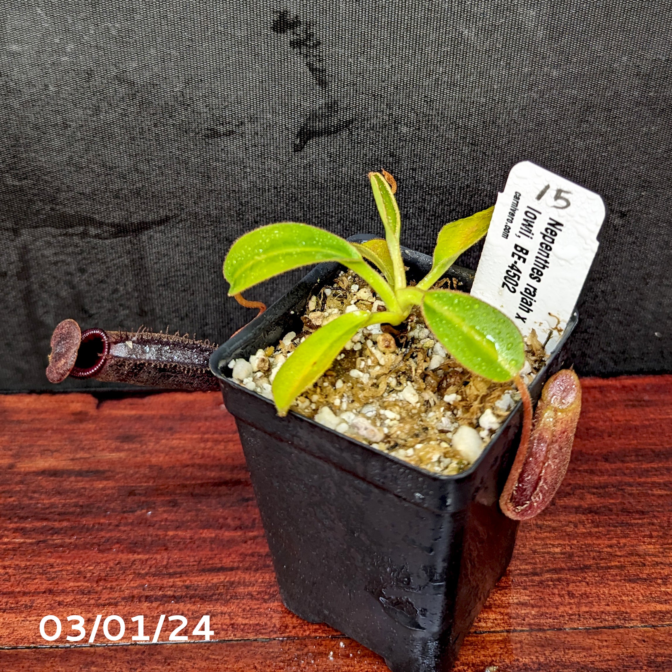 Nepenthes rajah x lowii - Exact Plant 03/01/24 – Carnivero