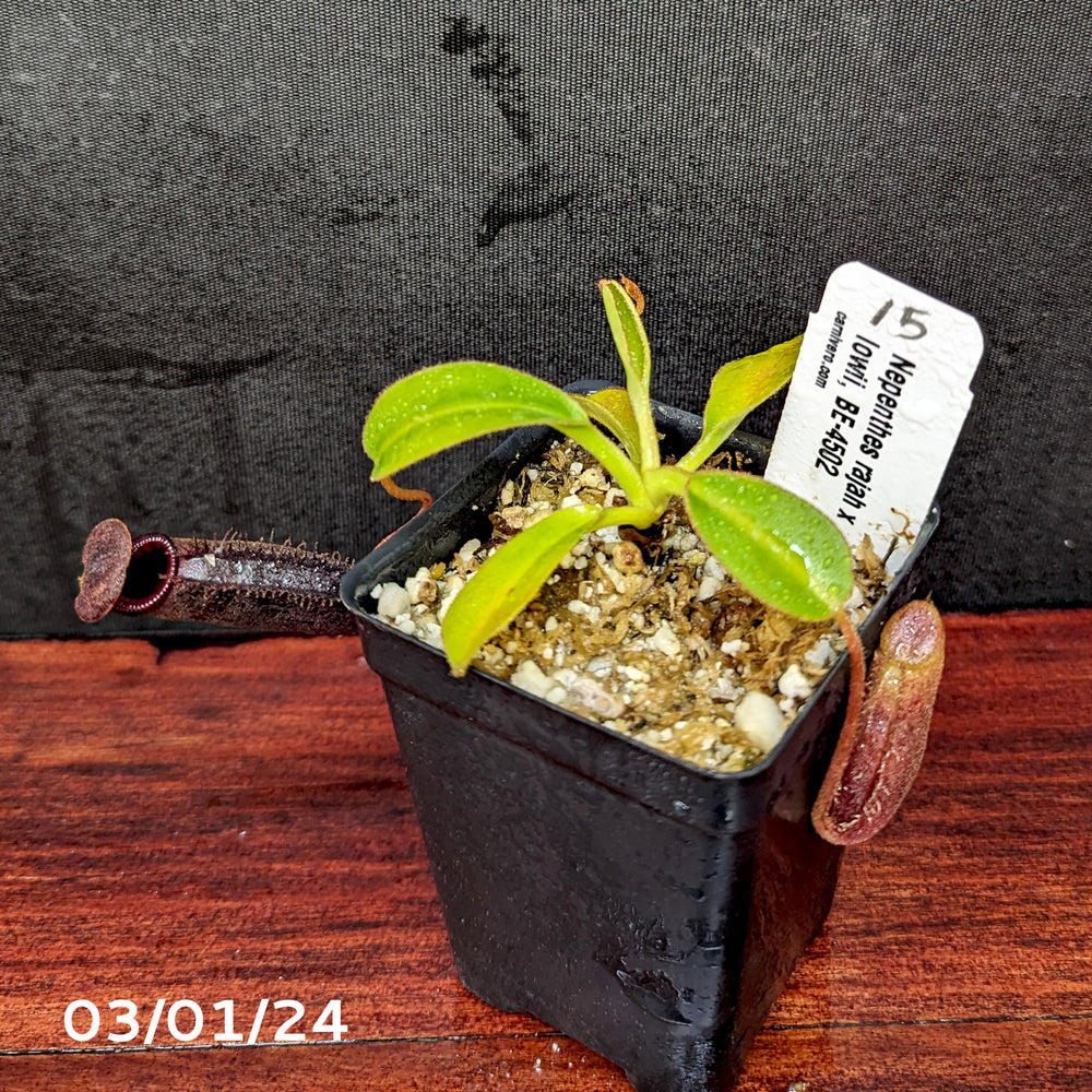 
                      
                        Nepenthes rajah x lowii - Exact Plant 03/01/24
                      
                    