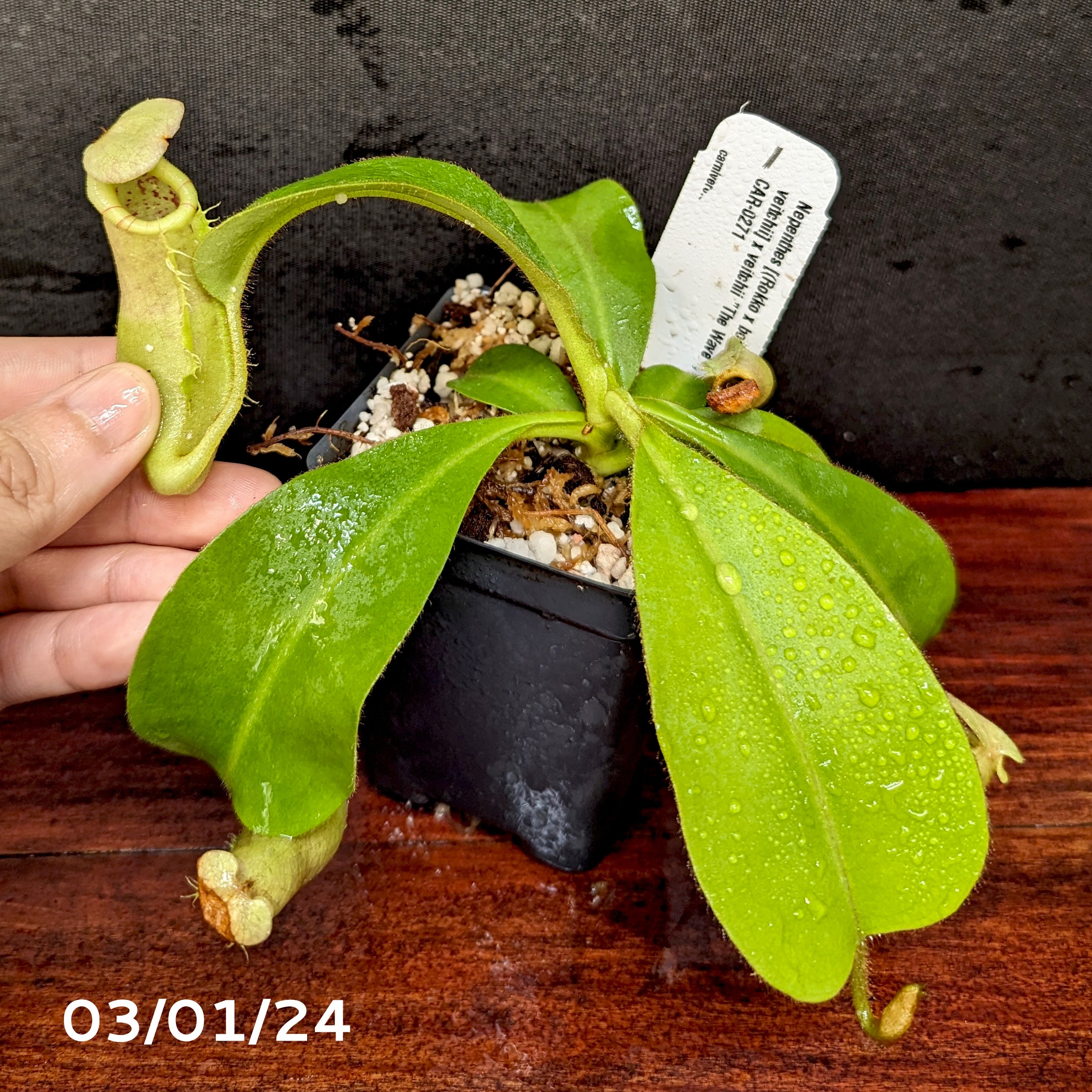 Nepenthes [(Rokko x boschiana) x veitchii] x veitchii 