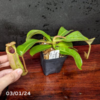 Nepenthes [(Rokko x boschiana) x veitchii] x veitchii "The Wave", CAR-0271 - Exact Plant 03/01/24