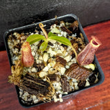 Nepenthes (spathulata x spectabilis) "BE Best" x lowii, CAR-0065, pitcher plant, carnivorous plant, collectors plant, large pitchers, rare plants 