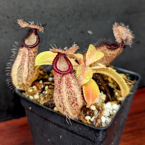 Nepenthes hamata x robcantleyi BE-3755 plant with three elongated speckled pitchers and hairy fringed rims in a small pot