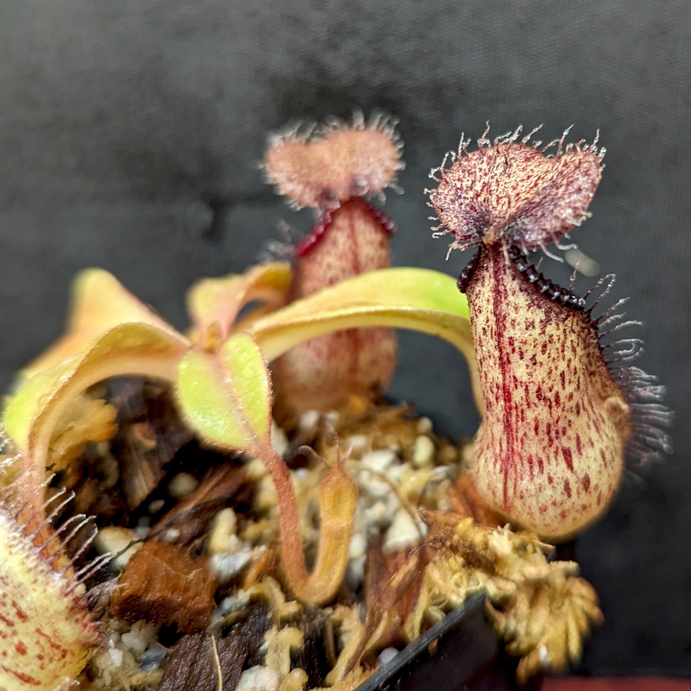 Nepenthes hamata x robcantleyi, BE-3755 – Carnivero