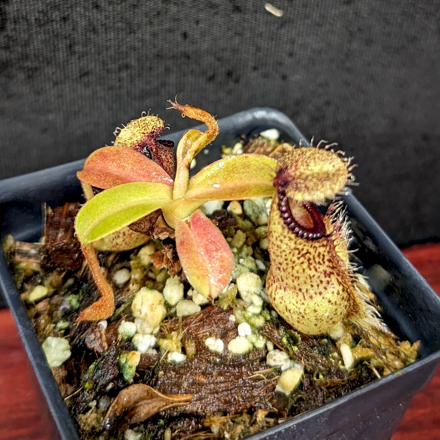 Nepenthes hamata×robcantleyi ウツボカズラ 食虫植物 ネペンテス no2