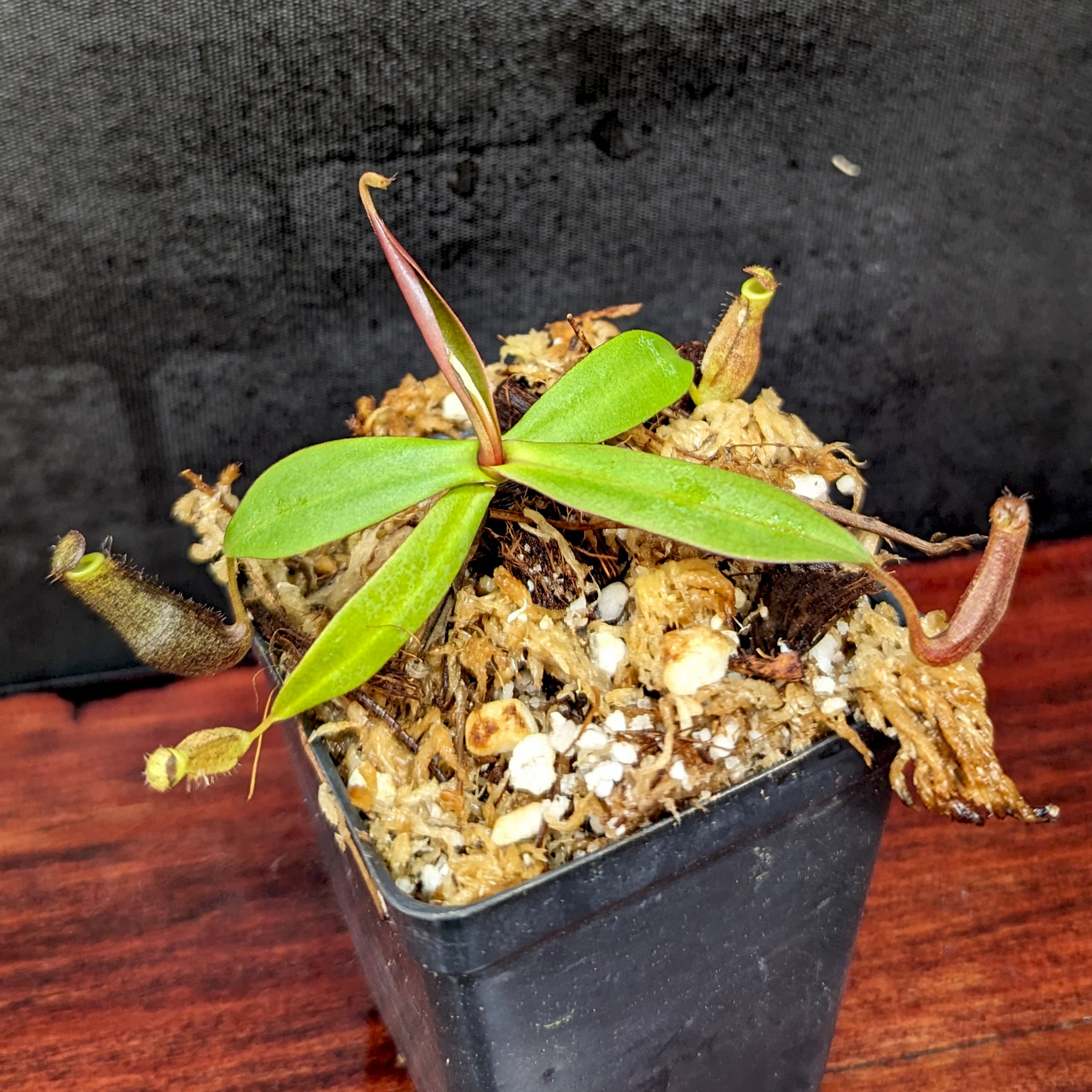 Nepenthes ramispina x robcantleyi, – Carnivero