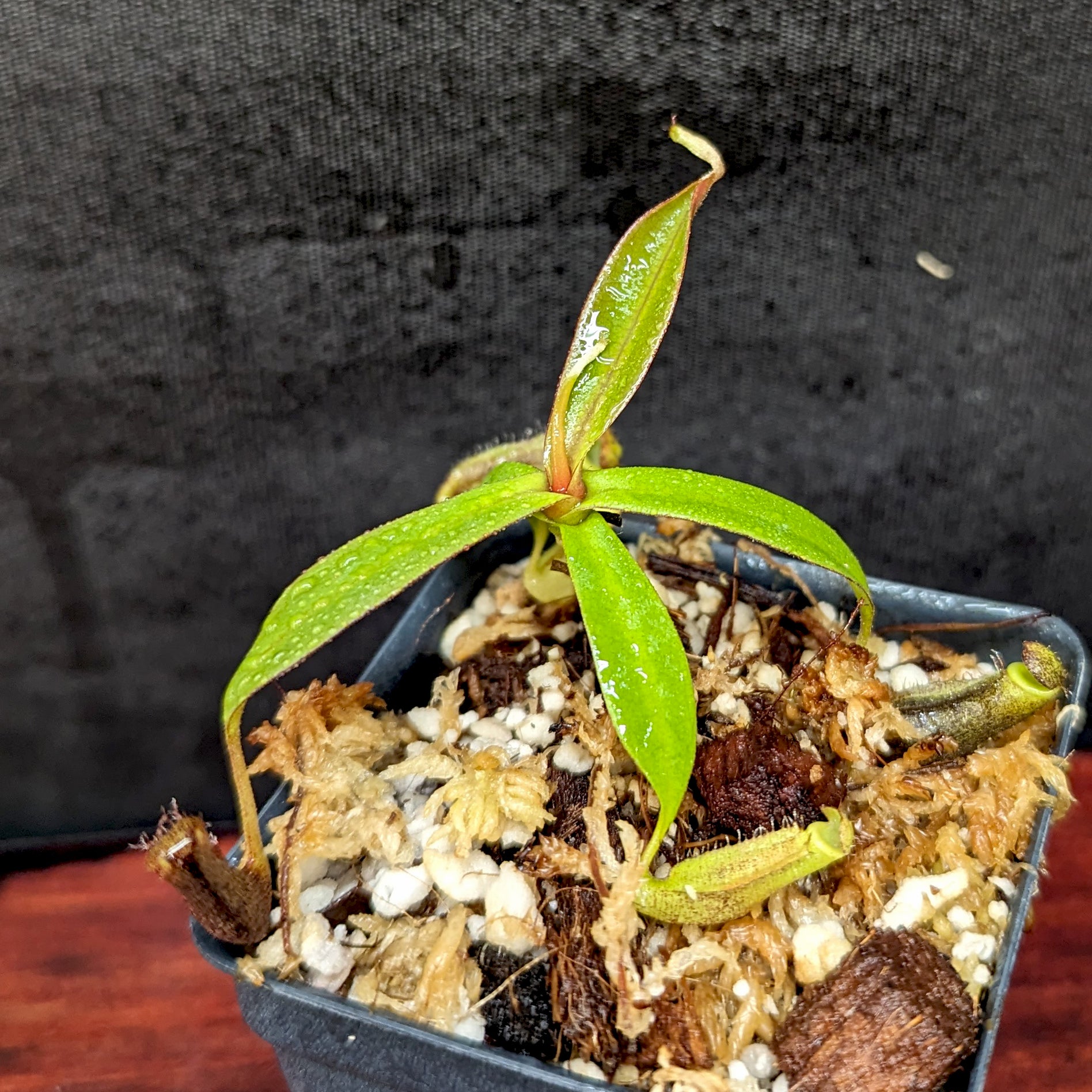 Nepenthes ramispina x robcantleyi, – Carnivero