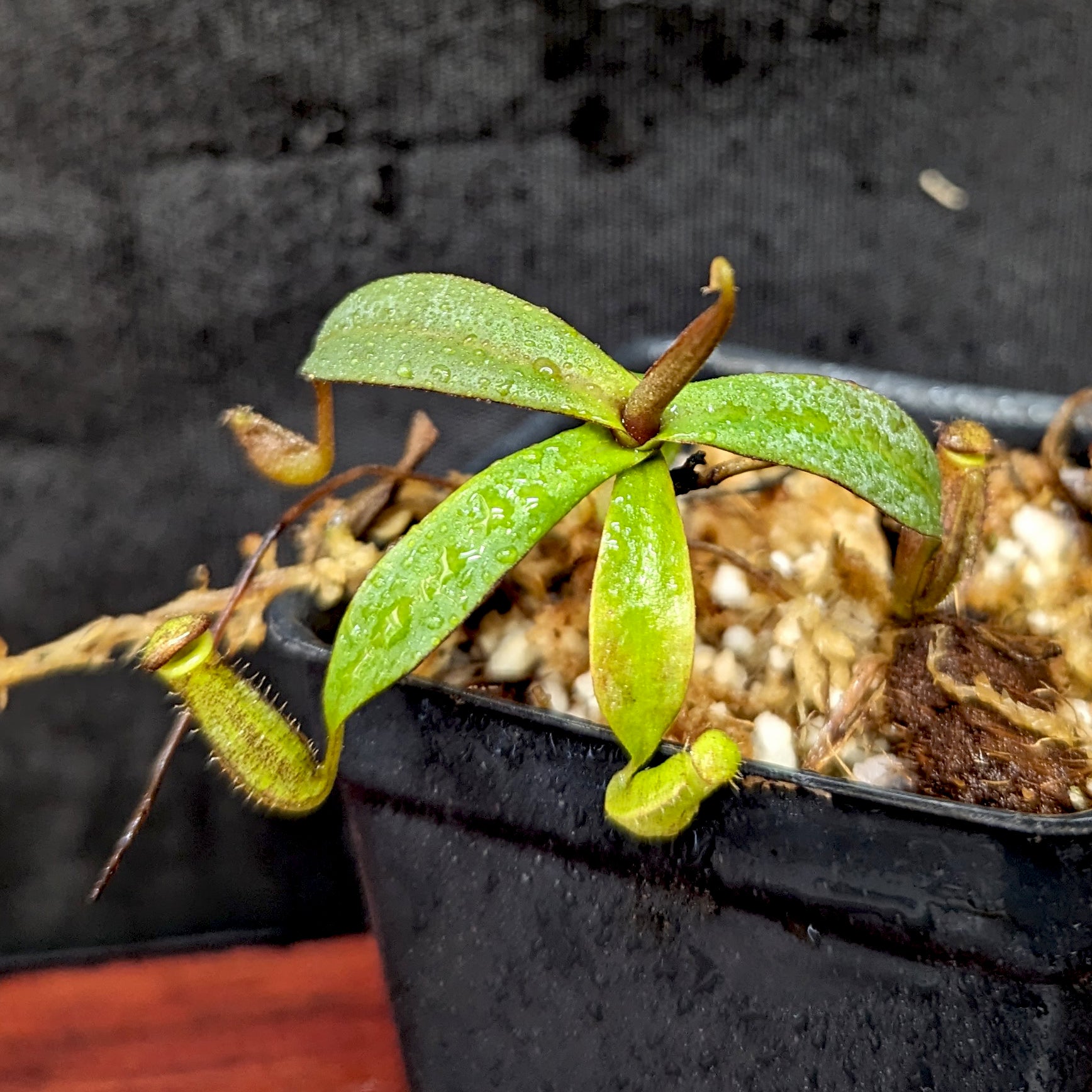 Nepenthes ramispina x robcantleyi, – Carnivero