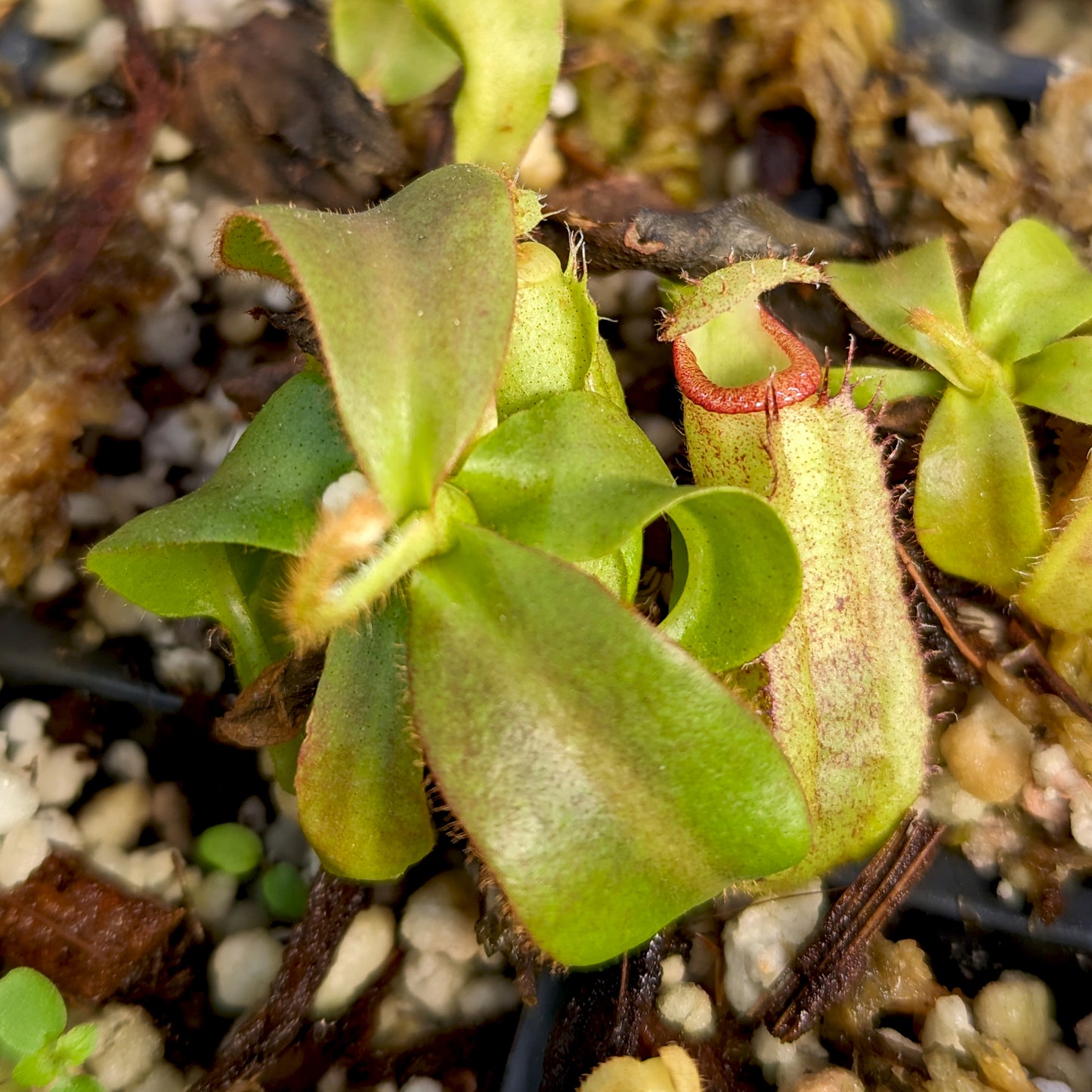 Nepenthes (maxima x campanulata) x veitchii Bareo Squat, CAR-0411