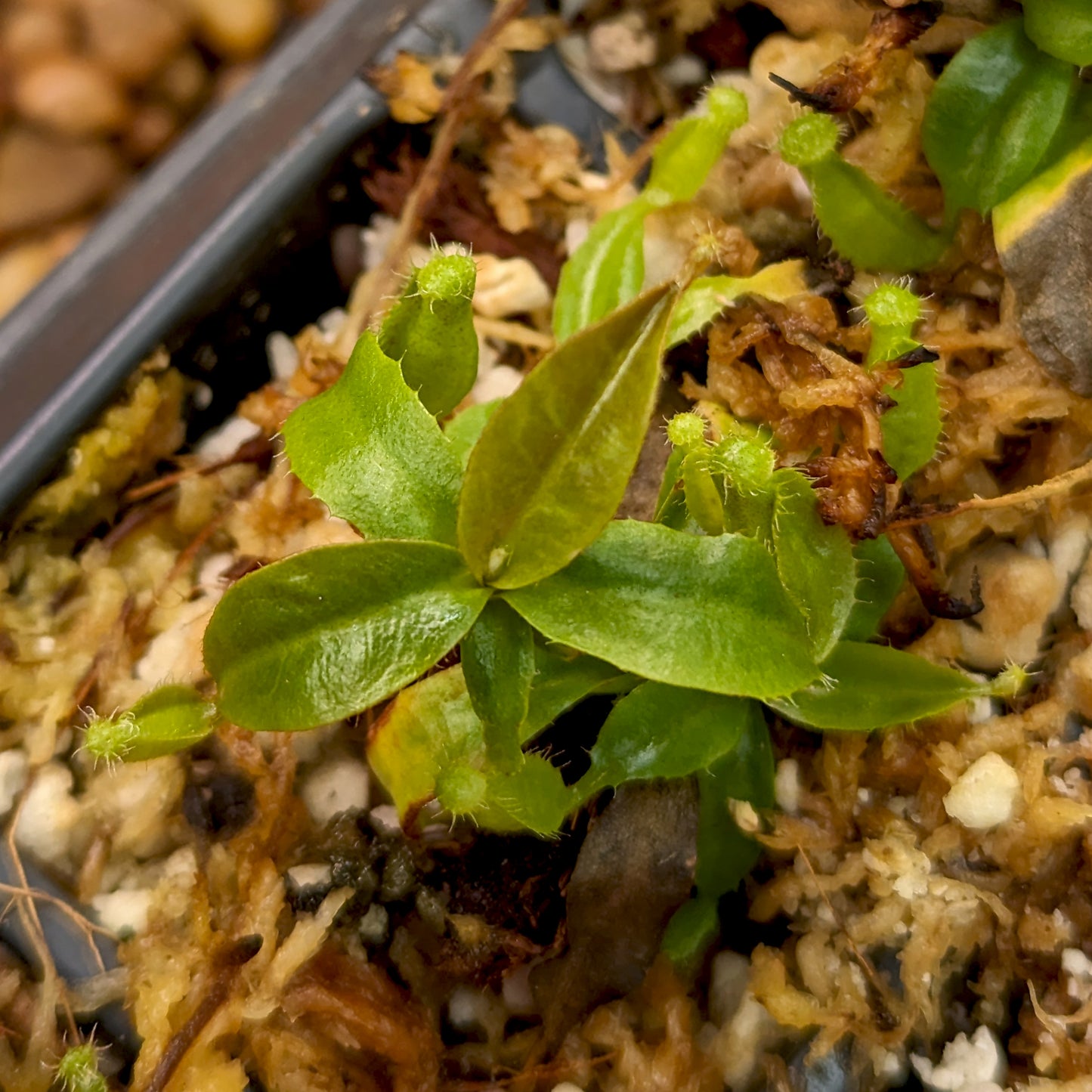 Nepenthes (maxima x campanulata) x 'Leviathan', CAR-0405