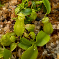 Nepenthes {truncata x [(lowii x veitchii) x campanulata]} x (pelata x tenuis), CAR-0406