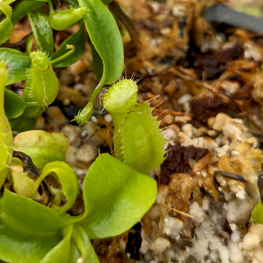 
                      
                        Nepenthes {truncata x [(lowii x veitchii) x campanulata]} x (pelata x tenuis), CAR-0406
                      
                    