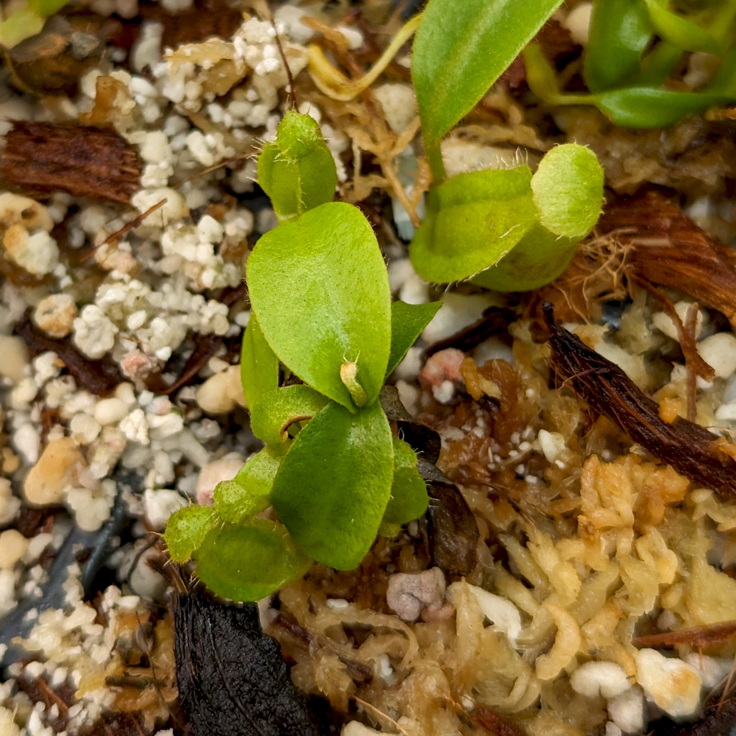 Nepenthes {truncata x [(lowii x veitchii) x campanulata]} x