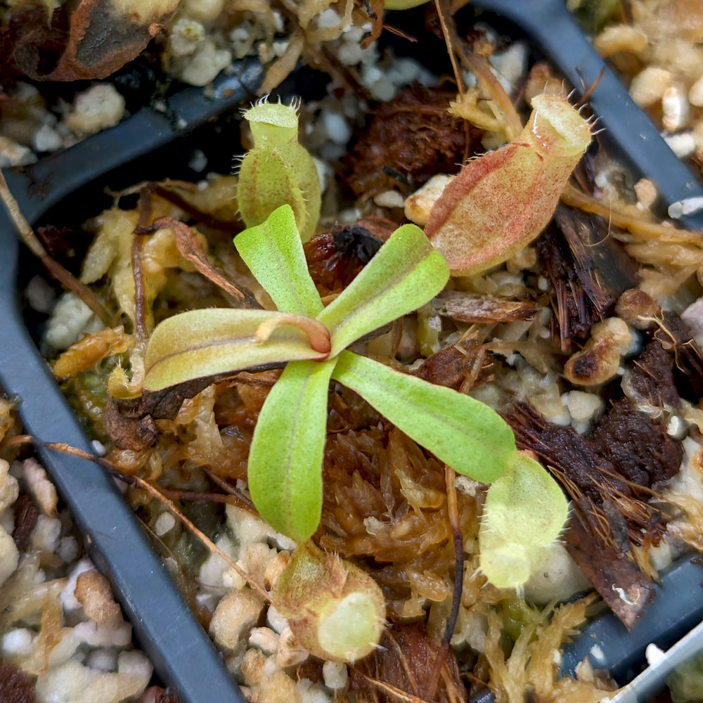 
                      
                        Nepenthes [(Viking x ampullaria) x northiana] x (spathulata x jacquelineae), CAR-0408
                      
                    