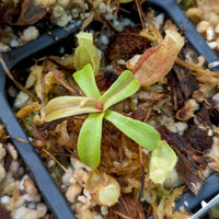 Nepenthes [(Viking x ampullaria) x northiana] x (spathulata x jacquelineae), CAR-0408