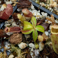 Nepenthes [(lowii x veitchii) x boschiana] x campanulata, CAR-0415