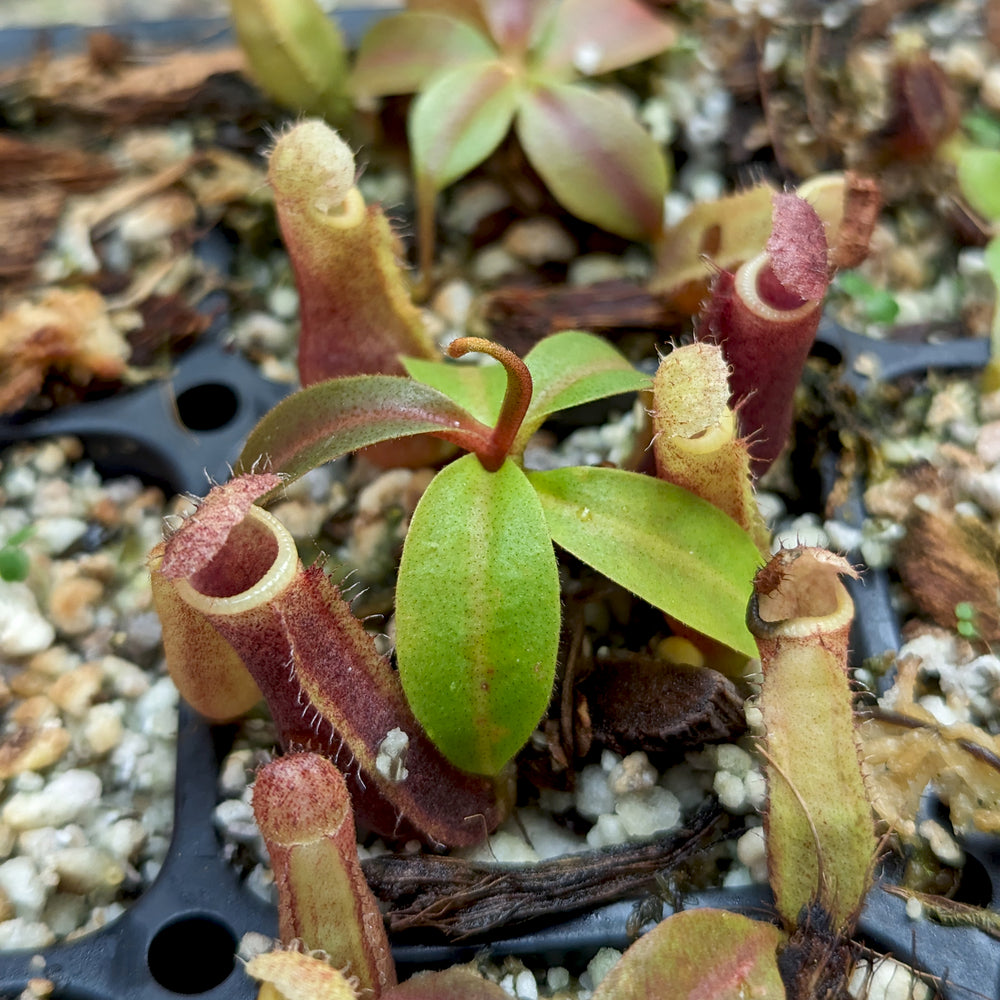 
                      
                        Nepenthes [(lowii x veitchii) x boschiana] x campanulata, CAR-0415
                      
                    