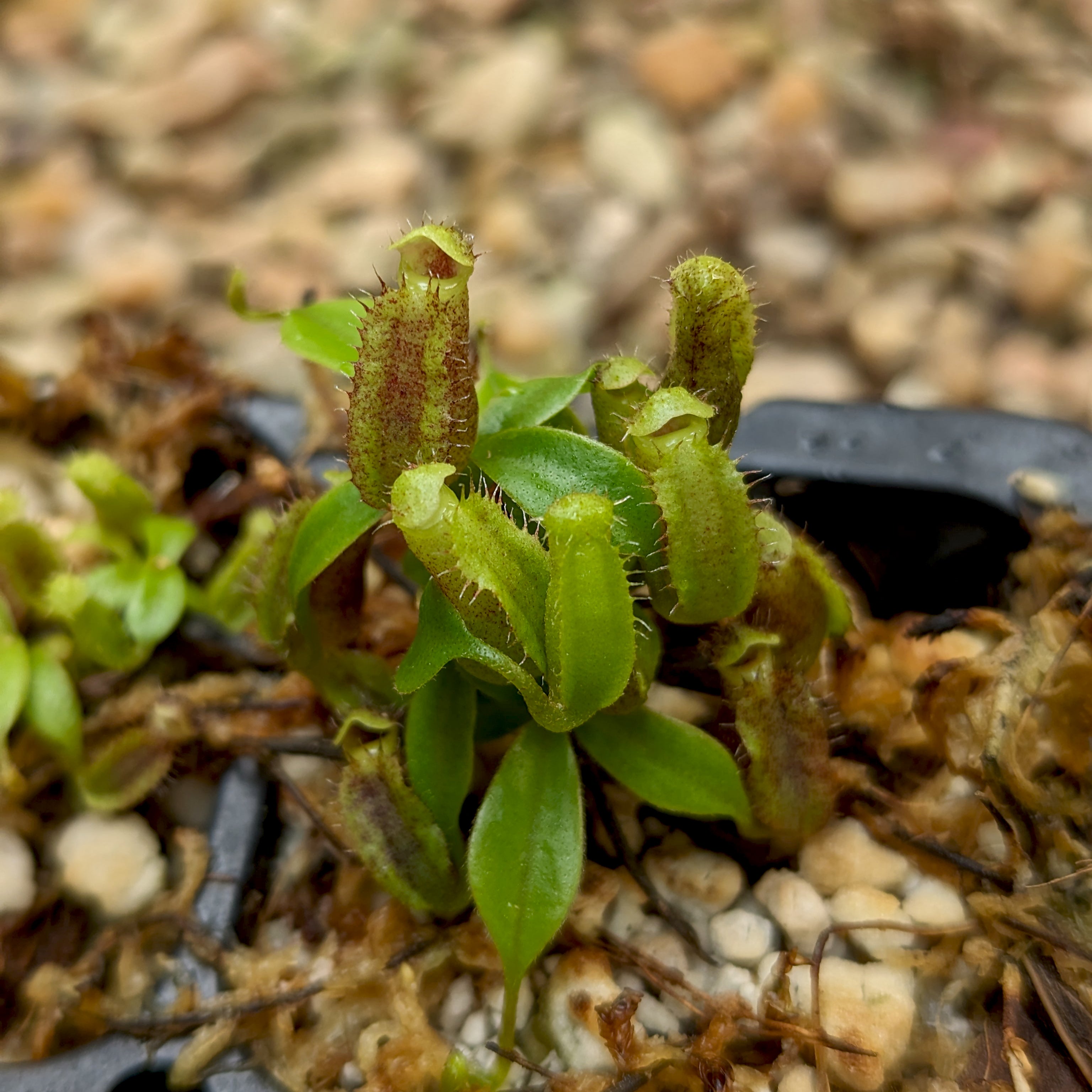 Nepenthes naga x lowii Kinabalu, CAR-0417 – Carnivero