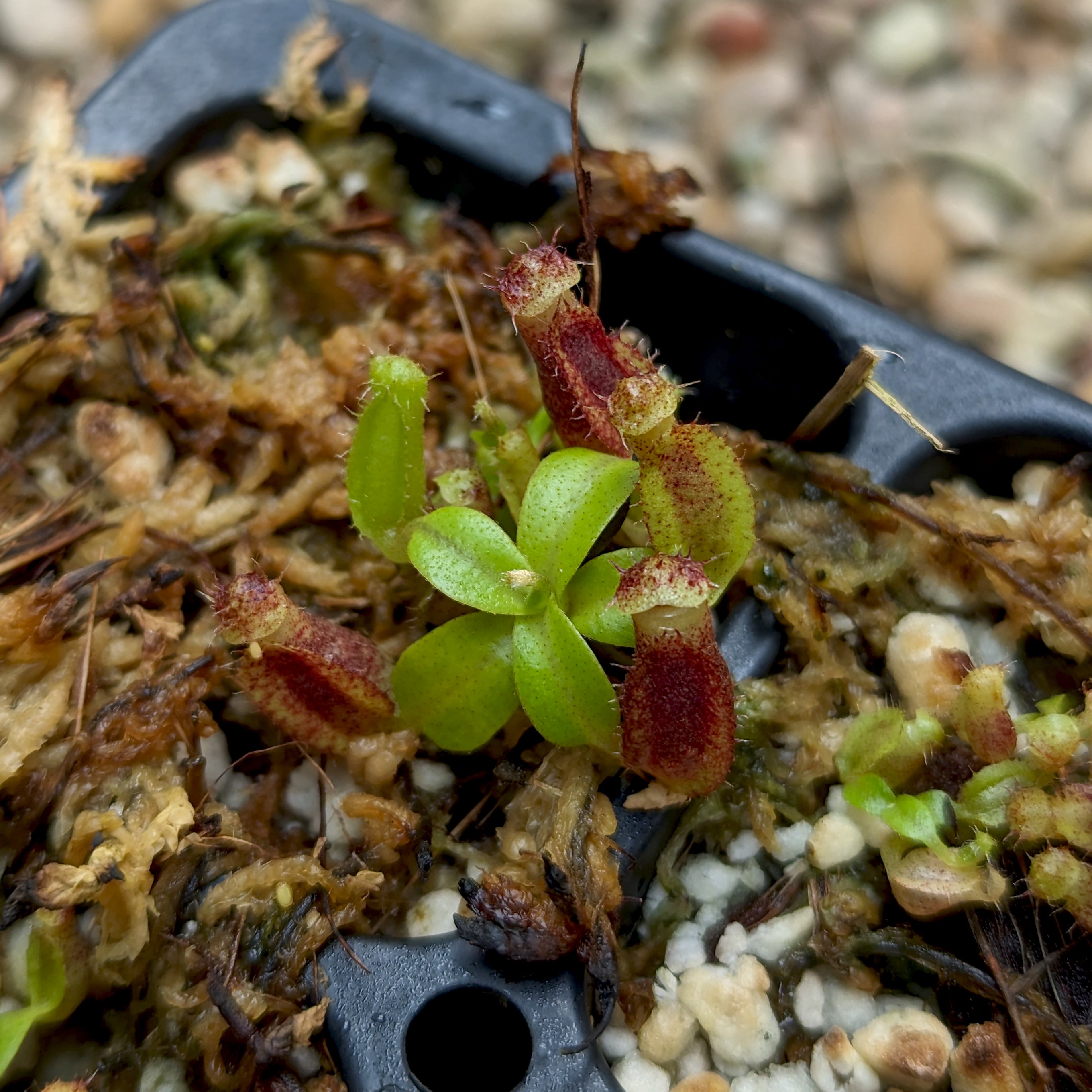 Nepenthes naga x lowii Kinabalu, CAR-0417 – Carnivero