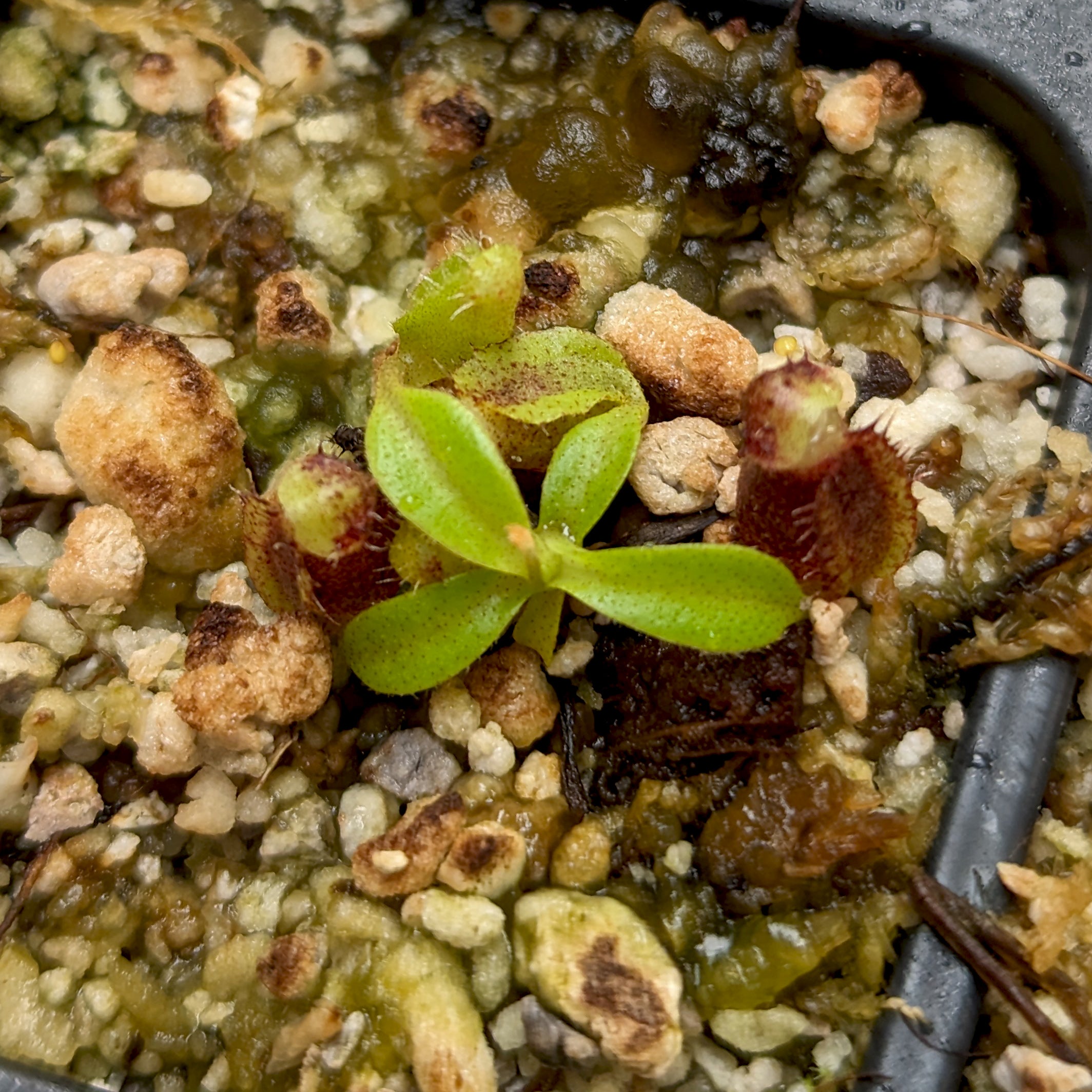 Nepenthes naga x lowii Kinabalu, CAR-0417 – Carnivero