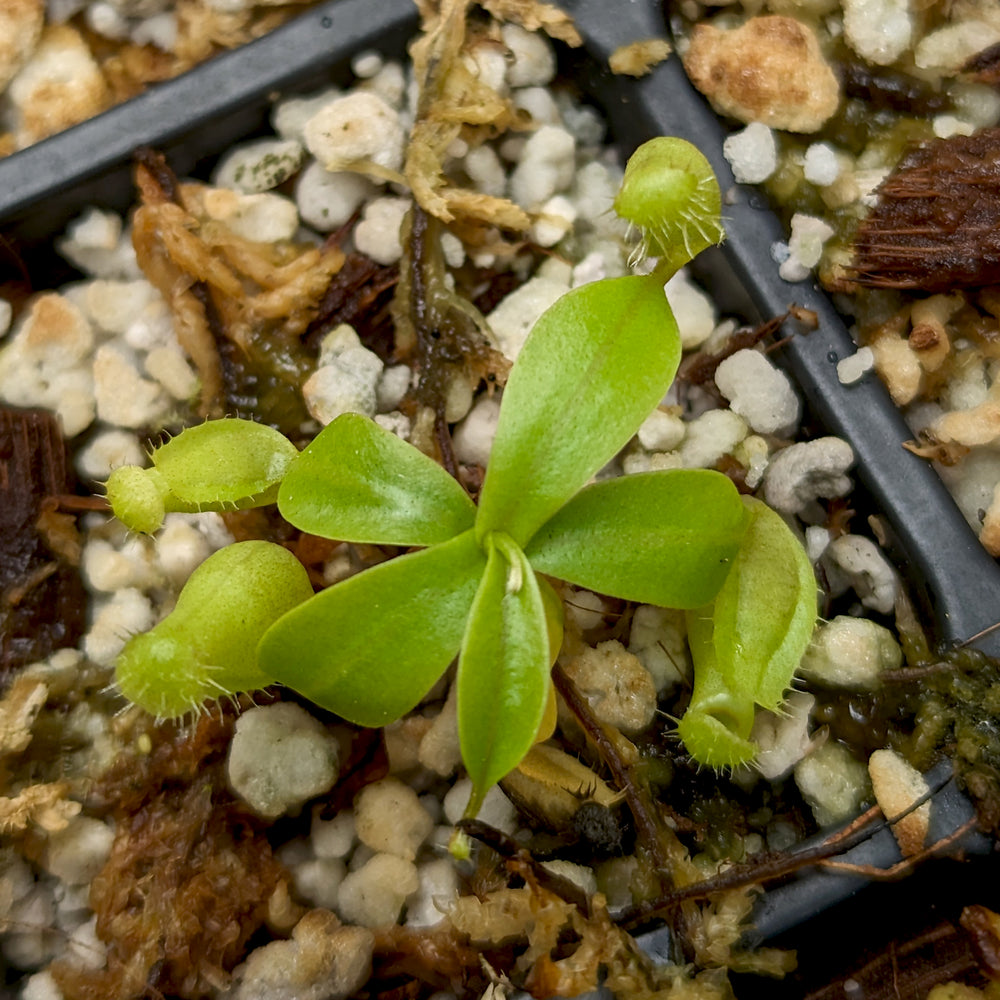 
                      
                        Nepenthes ventricosa "Denver" x flava #16, CAR-0329
                      
                    