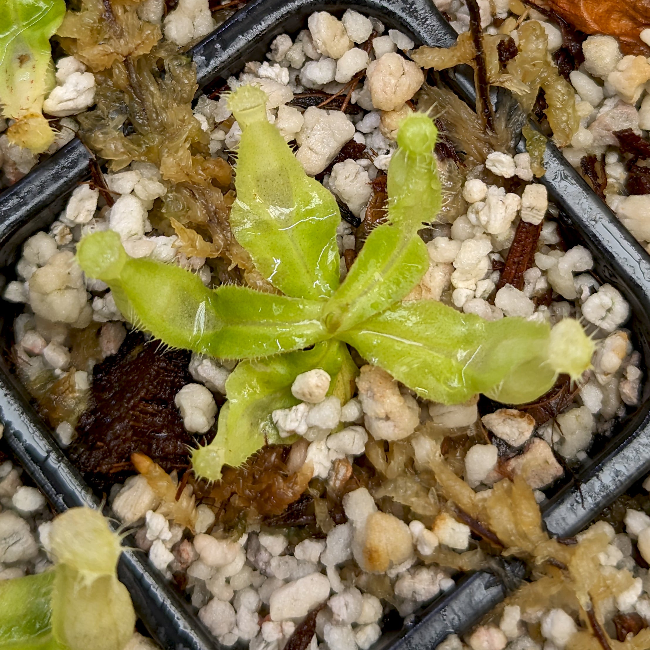 Nepenthes mirabilis var echinostoma x ampullaria 'Black Miracle