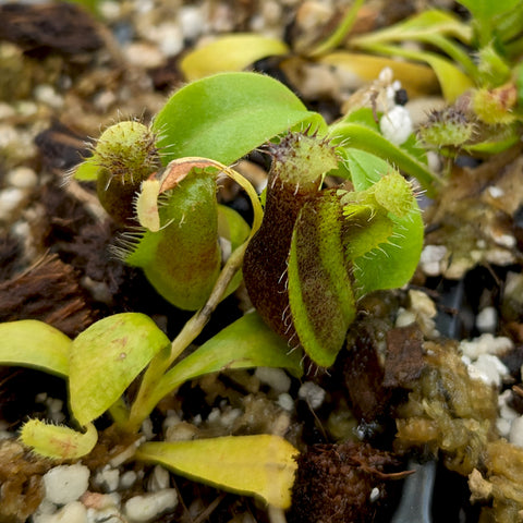 Nepenthes naga x truncata hybrid with tiny green pitchers fringed with fine hairs growing from leaf tips among gravel